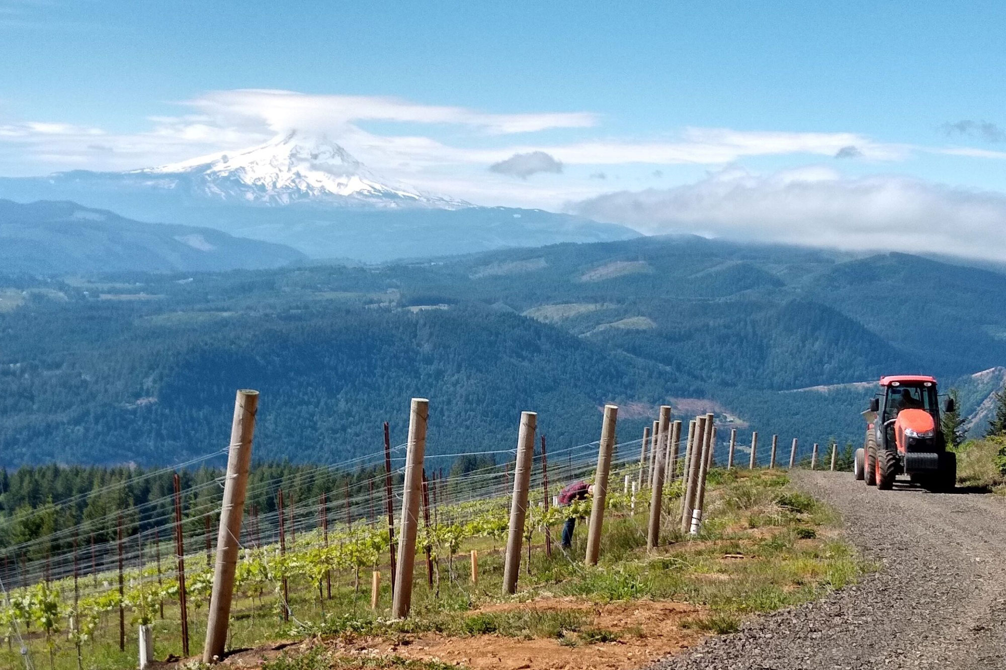 South Hill Vineyards hero image