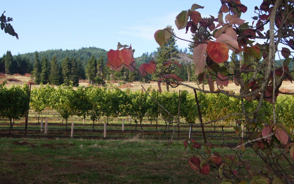 Best tasting rooms with a view of vineyards and Columbia River Gorge, South Hill Winery