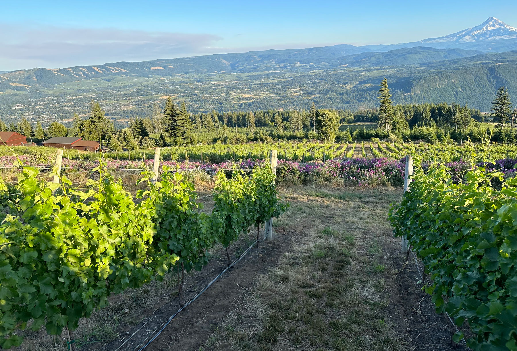 Best winery Hood River Columbia Gorge South Hill