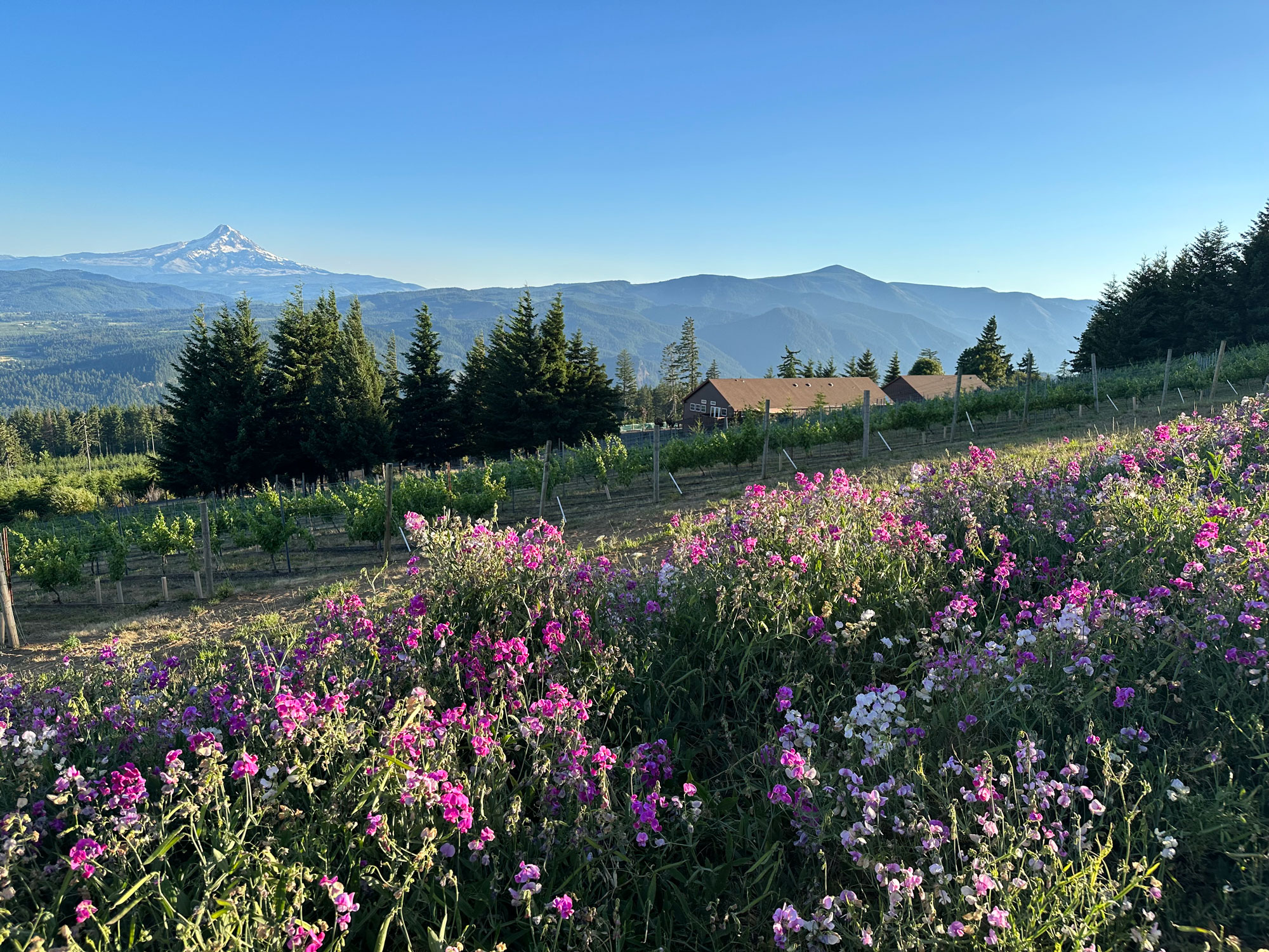 South-Hill-Columbia-Gorge-Winery Best winery Hood River Columbia Gorge South Hill