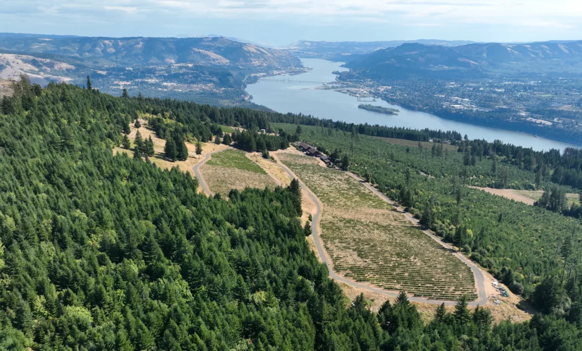 Best wine tasting in Columbia River Gorge, South Hill Vineyards